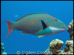 Bicolor parrotfish. Taken at Shark's Bay by Cigdem Cooper 